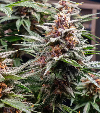 Auto Royal Runtz > Royal Queen Seeds | Autoflowering Cannabis   |  Hybrid