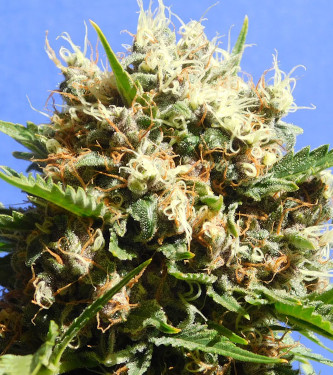 Auto Royal Runtz > Royal Queen Seeds | Autoflowering Cannabis   |  Hybrid