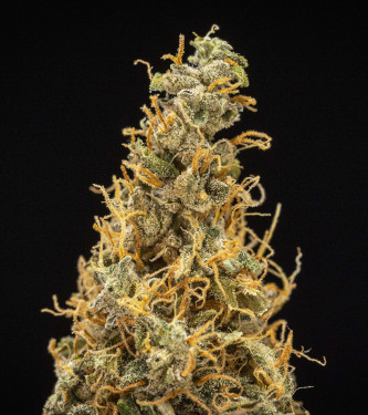 Auto Royal Runtz > Royal Queen Seeds | Graines Autofloraison  |  Hybride