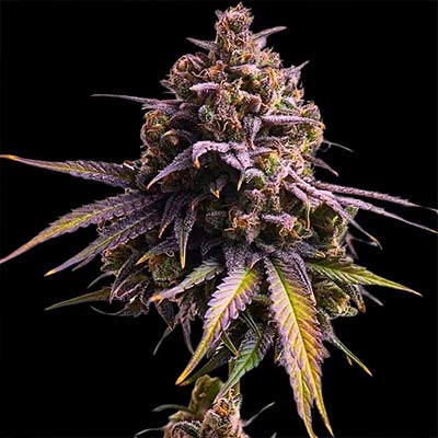 RS11 Auto > Empire Seeds | Autoflowering Cannabis   |  Hybrid