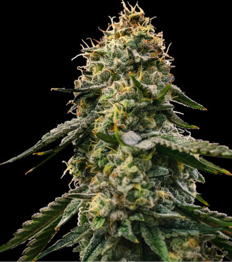 Auto Runtz Gluntz > Bulk Seed Bank | Autoflowering Cannabis   |  Indica