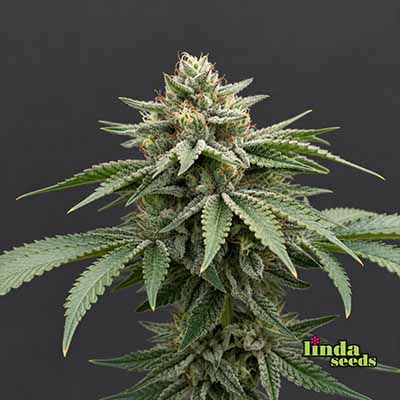Runtz Auto Samen > Linda Seeds | Hanfsamen Empfehlungen  |  Günstige Hanfsamen