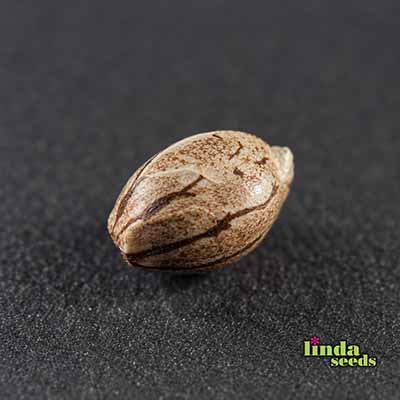 Runtz Auto Samen > Linda Seeds | Hanfsamen Empfehlungen  |  Günstige Hanfsamen