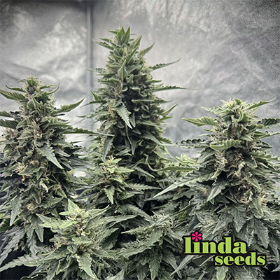 Runtz Auto > Linda Seeds | Hanfsamen Empfehlungen  |  Günstige Hanfsamen
