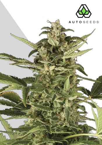 Juicy Lucy > Auto Seeds | Autoflowering Cannabis   |  Indica