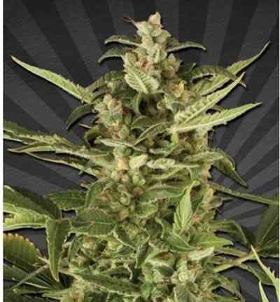 Juicy Lucy > Auto Seeds | Graines Autofloraison  |  Indica