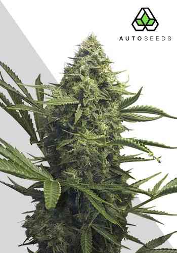 Sweet CBD Auto > Auto Seeds | CBD Hanfsamen  |  Indica