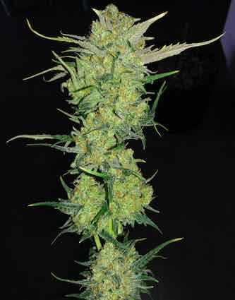 Ultra Lemon Haze > Auto Seeds | Autoflowering Cannabis   |  Sativa