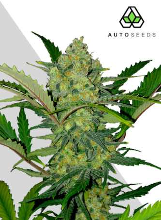 Ultra Lemon Haze > Auto Seeds | Autoflowering Cannabis   |  Sativa