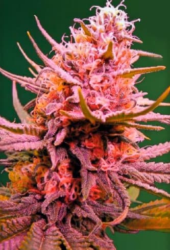 Auto Seemango > Victory Seeds | Autoflowering Cannabis   |  Hybrid