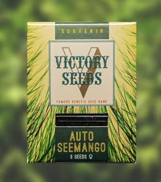 Auto Seemango > Victory Seeds | Semillas autoflorecientes  |  Híbrido