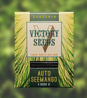 Auto Seemango > Victory Seeds | Autoflowering Hanfsamen  |  Hybrid