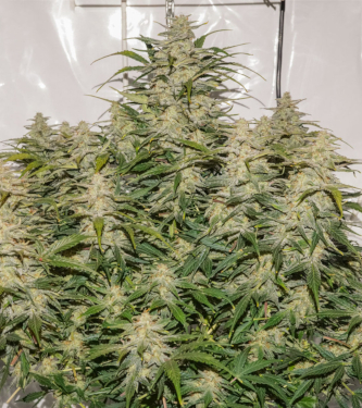 Auto SFV OG > Dutch Passion | Autoflowering Hanfsamen  |  Hybrid