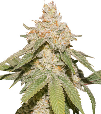 Auto SFV OG > Dutch Passion | Autoflowering Cannabis   |  Hybrid