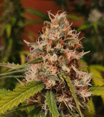 Auto Sherbet Queen > Royal Queen Seeds | Graines Autofloraison  |  Indica