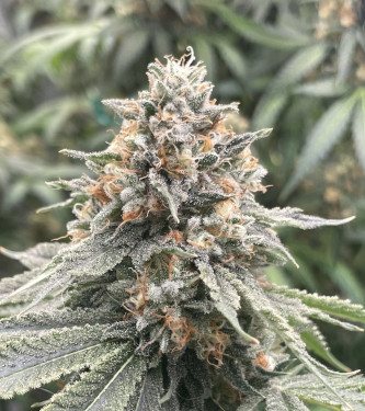 Auto Sherbet Queen > Royal Queen Seeds | Graines Autofloraison  |  Indica