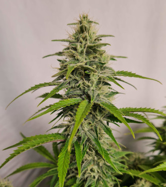 Auto Sherbet Queen > Royal Queen Seeds | Semillas autoflorecientes  |  Índica