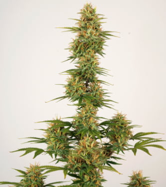 Auto Sherbet > Seed Stockers | Autoflowering Cannabis   |  Indica