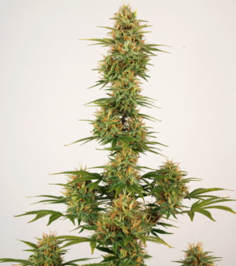 Auto Sherbet > Seed Stockers | Autoflowering Hanfsamen  |  Indica