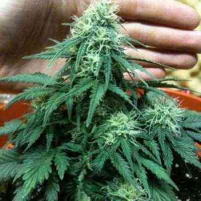 Short Ryder Seed > Nirvana | Autoflowering Cannabis   |  Hybrid