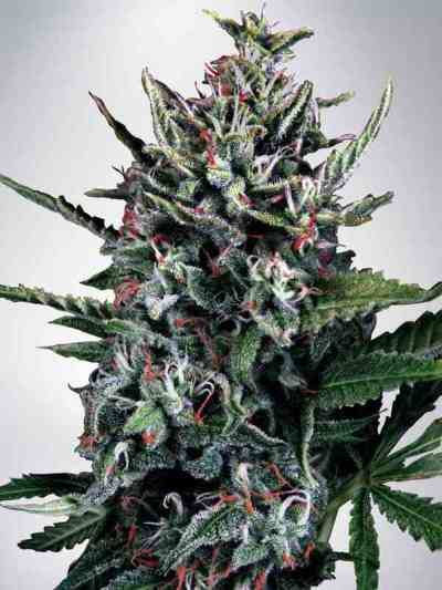 Auto Silver Bullet Samen > Ministry of Cannabis | Autoflowering Hanfsamen  |  Sativa