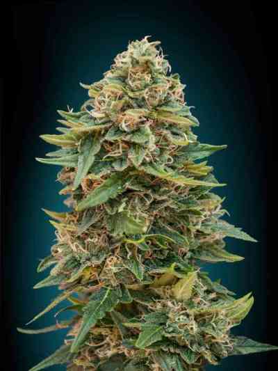 Automatic Collection #1 > Advanced Seeds | Autoflowering Hanfsamen  |  Hybrid