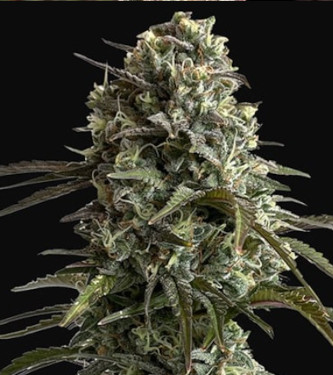 Auto Original Skunk > Fast Buds Company | Graines Autofloraison  |  Indica