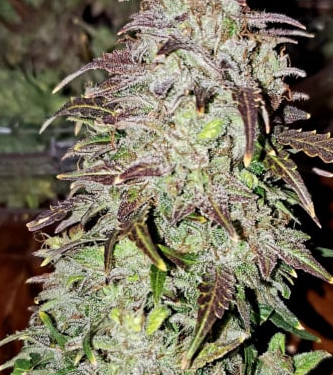 Auto Original Skunk > Fast Buds Company | Semillas autoflorecientes  |  Índica