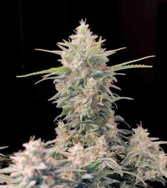 Auto Original Skunk > Fast Buds Company | Graines Autofloraison  |  Indica