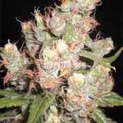 Auto Skunk > Original Sensible Seeds