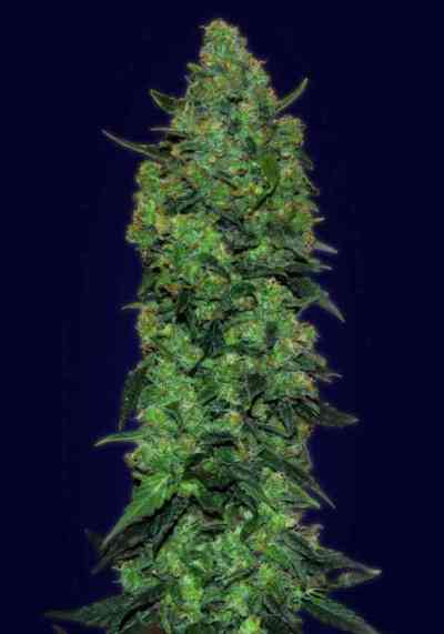 Automatic Collection #3 > Advanced Seeds | Graines Autofloraison  |  Hybride