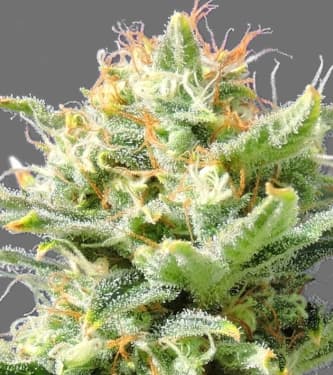 Auto Skunk > Original Sensible Seeds | Semillas autoflorecientes  |  Índica