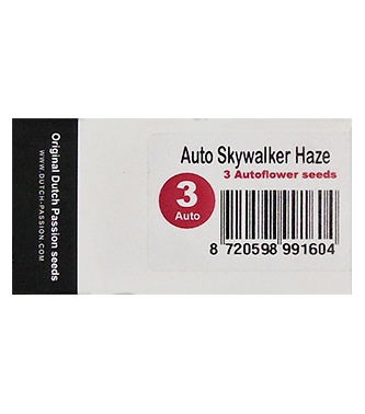 Auto Skywalker Haze > Dutch Passion | Autoflowering Hanfsamen  |  Sativa
