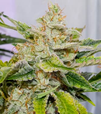 Auto Skywalker Haze > Dutch Passion | Autoflowering Hanfsamen  |  Sativa