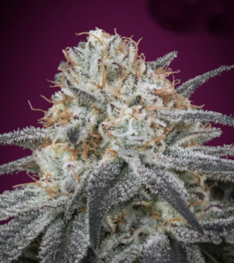 Auto Slurricane > Advanced Seeds | Autoflowering Cannabis   |  Indica