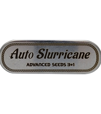 Auto Slurricane > Advanced Seeds | Graines Autofloraison  |  Indica