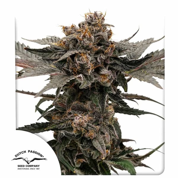 Auto Slush Mint Cake semilla > Dutch Passion | Semillas de marihuana autoflorecientes  |  Índica