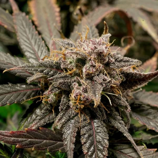 Auto Slush Mint Cake semilla > Dutch Passion | Semillas de marihuana autoflorecientes  |  Índica