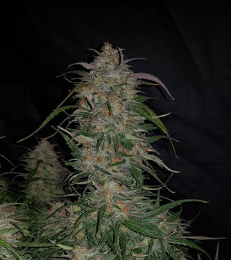 Smoothie Auto > Fast Buds Company | Graines Autofloraison  |  Indica