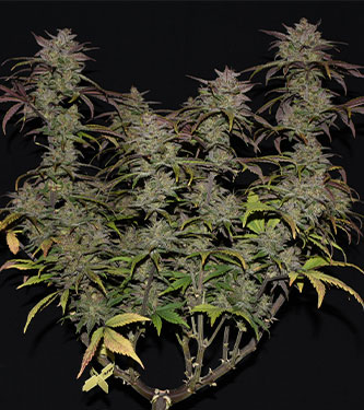 Smoothie Auto > Fast Buds Company | Graines Autofloraison  |  Indica