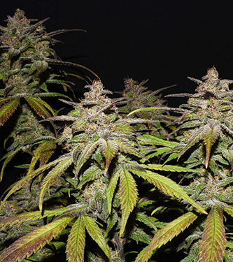 Smoothie Auto > Fast Buds Company | Autoflowering Cannabis   |  Indica