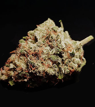 Smoothie Auto > Fast Buds Company | Semillas autoflorecientes  |  Índica