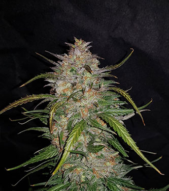 Smoothie Auto > Fast Buds Company | Autoflowering Cannabis   |  Indica