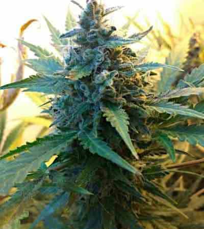 Auto Somango > Linda Seeds | Autoflowering Cannabis   |  Hybrid