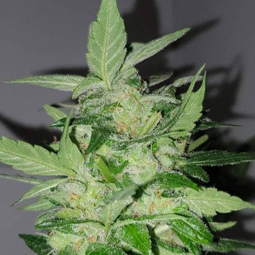 Auto Sour Diesel CBD+ > CBD+ Buds | CBD cannabis seeds  |  Sativa