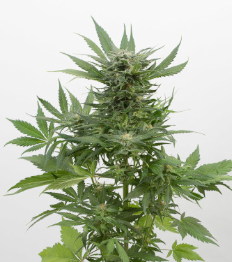 Auto Sour Diesel > Fast Buds Company | Semillas autoflorecientes  |  Sativa