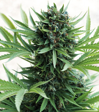 Auto Sour Diesel > Fast Buds Company | Semillas autoflorecientes  |  Sativa