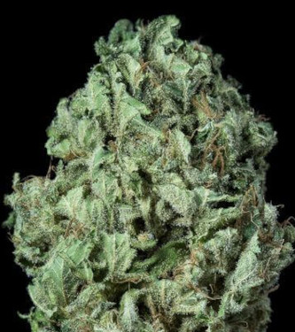 Auto Sour Diesel > Fast Buds Company | Graines Autofloraison  |  Sativa