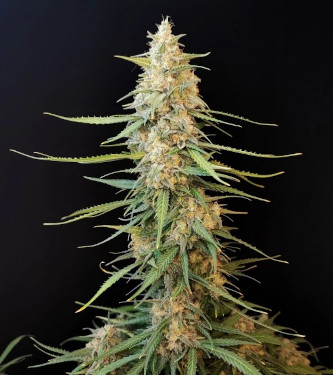 Auto Sour Diesel > Fast Buds Company | Autoflowering Cannabis   |  Sativa