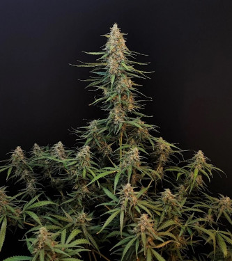 Auto Sour Diesel > Fast Buds Company | Autoflowering Hanfsamen  |  Sativa